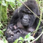 Nord-Kivu : Nouvelle naissance d'un gorille dans le parc des Virunga