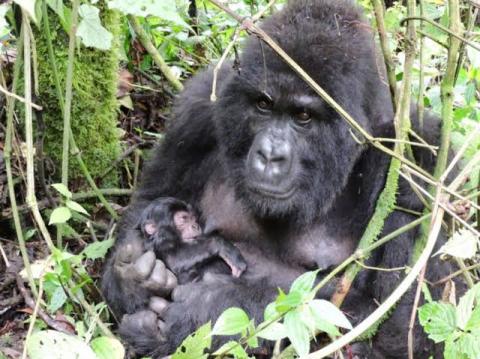 Nord-Kivu : Nouvelle naissance d'un gorille dans le parc des Virunga