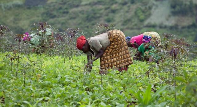 Le projet PICAGEL, Projet intégré de Croissance Agricole dans les Grands Lacs affecte 15 millions USD dans la gestion des ressources naturelles