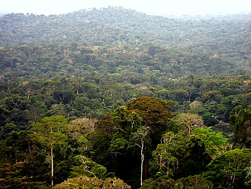 Les forêts en République Démocratique du Congo