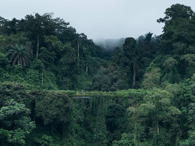 Les forêts en République Démocratique du Congo